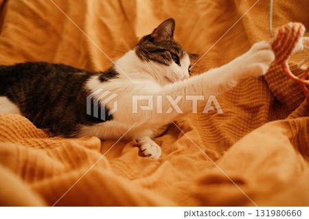 Cat playing with a hanging yarn toy while lying on a soft orange blanket. Focused gaze and dynamic pose show natural curiosity and playfulness 131980660