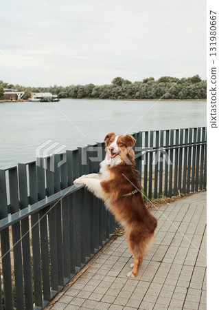 Brown Australian Shepherd dog standing on hind legs looking over metal fence at river in Belgrade. Red tricolor aussie. Travel with pet concept Brown Australian Shepherd dog standing on hind legs looking over metal fence at river in Belgrade. Red tricolor aussie. Travel with pet concept 131980667