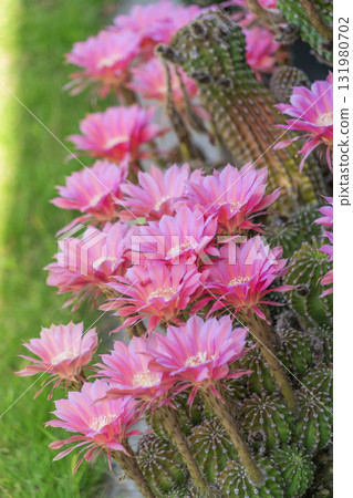 Short-haired round cactus flowers blooming in the garden 131980702