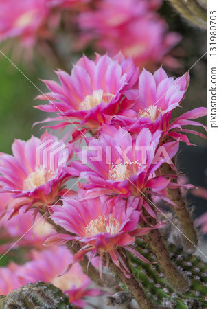 Short-haired round cactus flowers blooming in the garden 131980703
