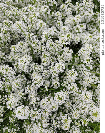 Alyssum white flower lobularia Alyssum white flower lobularia 131980722