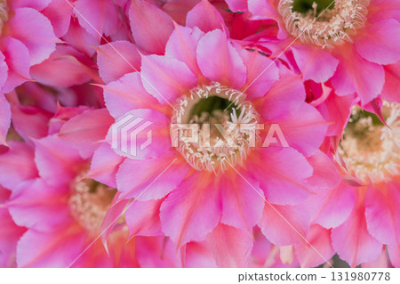 仙人掌短毛圓花 131980778