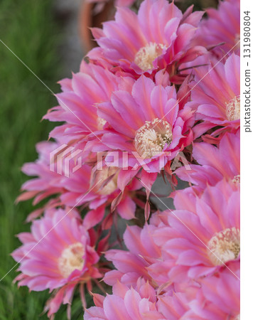 Cactus short-haired round flower 131980804