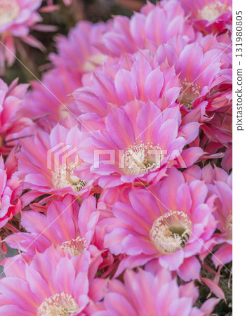 Cactus short-haired round flower 131980805