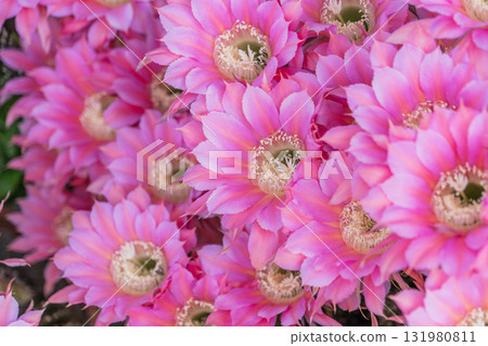 仙人掌短毛圓花 仙人掌短毛圓花 131980811