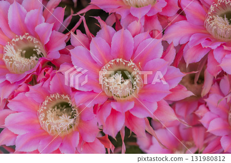 仙人掌短毛圓花 仙人掌短毛圓花 131980812