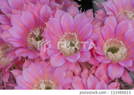 仙人掌短毛圓花 131980813