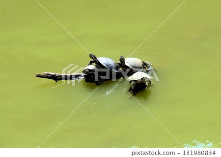 A turtle climbing a tree to dry its shell 131980834