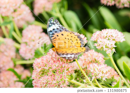 A female Indica fritillary butterfly resting on a pink flower and sucking nectar 131980875
