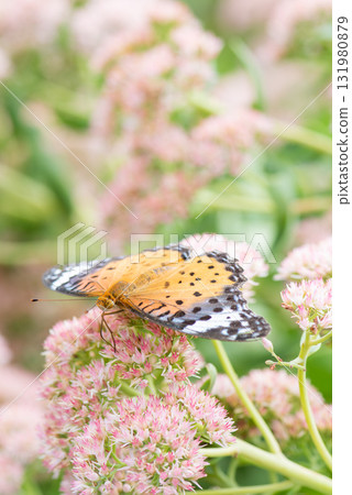 A fritillary butterfly spreads its wings and sits on a pink flower, sucking nectar. A fritillary butterfly spreads its wings and sits on a pink flower, sucking nectar. 131980879