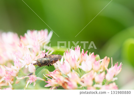 A fly sucking nectar from a flower A fly sucking nectar from a flower 131980880