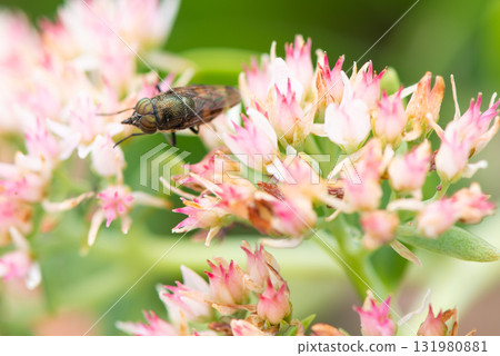 一隻棕色的蒼蠅正在從一朵粉紅色的花中吸食花蜜 一隻棕色的蒼蠅正在從一朵粉紅色的花中吸食花蜜 131980881
