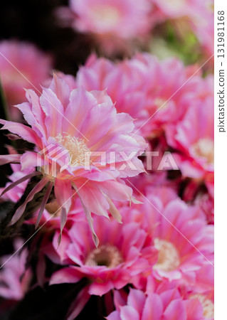 我的花園裡盛開著短毛圓形仙人掌花 131981168