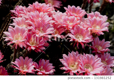 我的花園裡盛開著短毛圓形仙人掌花 131981252