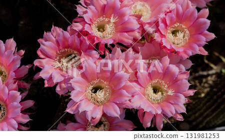 Short-haired round cactus flowers blooming in my garden Short-haired round cactus flowers blooming in my garden 131981253