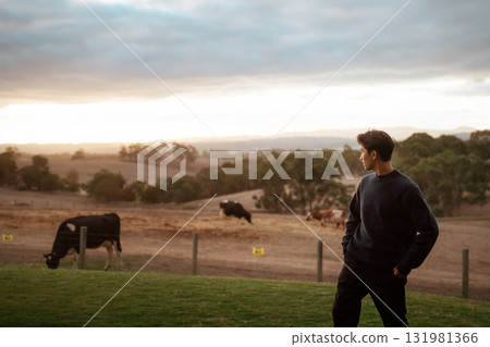 A Man Observing Cows at Sunset on a Charming Rustic Farm Setting A Man Observing Cows at Sunset on a Charming Rustic Farm Setting 131981366