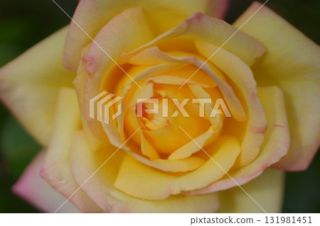 黃玫瑰 131981451