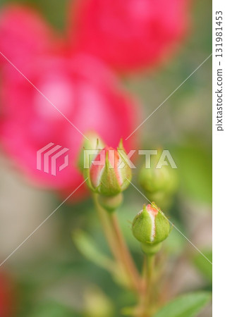 Red roses are blooming in the rose garden Red roses are blooming in the rose garden 131981453