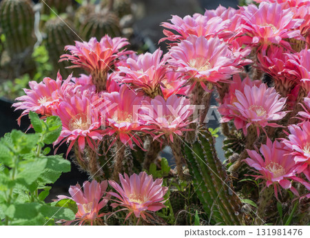 Short-haired round cactus flowers blooming in my garden 131981476