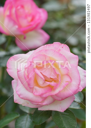 玫瑰園裡盛開著粉紅色的玫瑰花 131981497