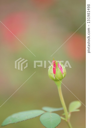 可愛的玫瑰芽 可愛的玫瑰芽 131981498