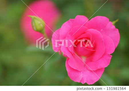 紅玫瑰花 紅玫瑰花 131981564
