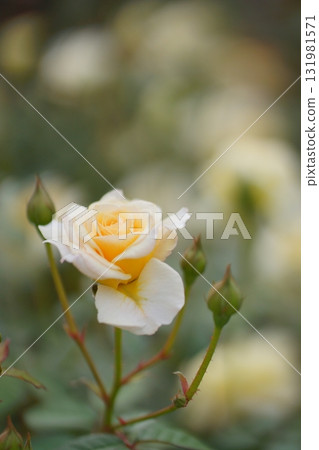 黃玫瑰 131981571