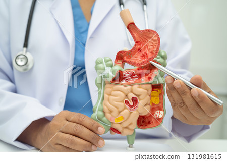 Digestive system with stomach and intestine, Asian doctor holding human anatomy model for study diagnosis and treatment in hospital. Digestive system with stomach and intestine, Asian doctor holding human anatomy model for study diagnosis and treatment in hospital. 131981615