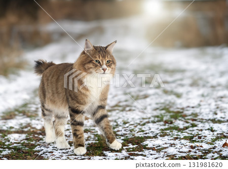 Kurilian Bobtail in nature Kurilian Bobtail in nature 131981620