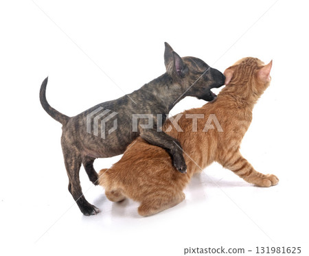 miniature bull terrier and kitten in studio 131981625