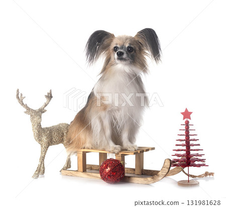 papillon dog in studio papillon dog in studio 131981628