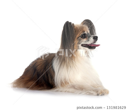 papillon dog in studio 131981629