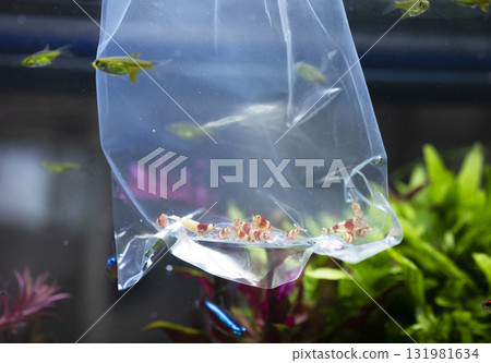 Caridina cantonensis in bag 131981634