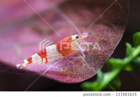 Caridina cantonensis in aquarium 131981635