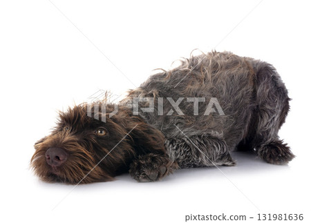 Wirehaired Pointing Griffon 131981636