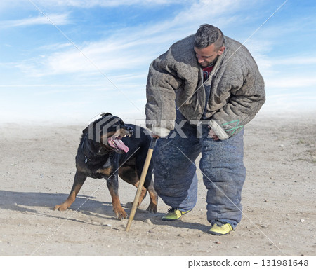 training of rottweiler 131981648