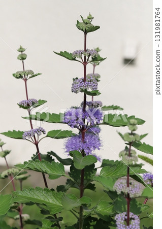 Purple dangiku flowers blooming in the autumn garden 131981764