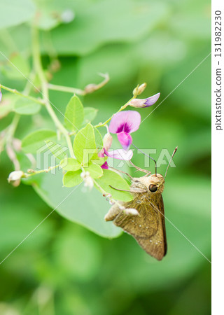 Henseri butterfly sucking nectar from a pink flower Henseri butterfly sucking nectar from a pink flower 131982230