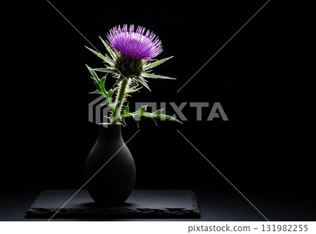 Dramatic still life of a single purple milk thistle flower in a black vase on a dark background 131982255