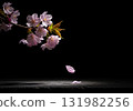 Cherry blossom branch with pink flowers and a falling petal on a dark black background 131982256
