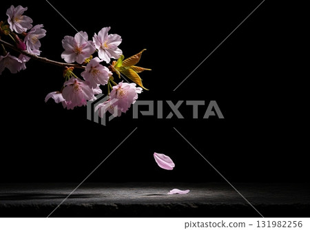 Cherry blossom branch with pink flowers and a falling petal on a dark black background 131982256