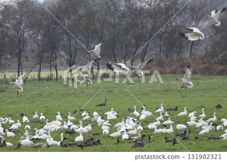 A flock of snow geese landing A flock of snow geese landing 131982321