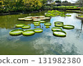 A pond with floating water lilies 131982380