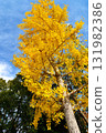 Ginkgo tree growing in the blue sky 131982386
