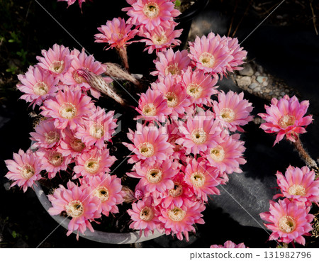 短毛圓形仙人掌花在家裡盛開 131982796