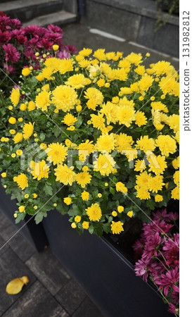 Bright yellow chrysanthemums blooming beside purple flowers in a city planter. Concept of autumn beauty, floral decoration, and urban gardening inspiration Bright yellow chrysanthemums blooming beside purple flowers in a city planter. Concept of autumn beauty, floral decoration, and urban gardening inspiration 131982812