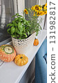 Fresh basil and rosemary in a decorative pot with pumpkins and sunflowers on a windowsill 131982817