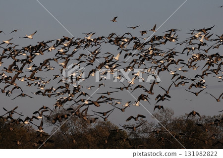 A flock of great tit geese in flight A flock of great tit geese in flight 131982822
