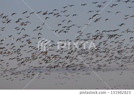 一群大山雀雁在飛行 131982823
