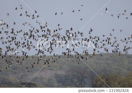 一群大山雀雁在飛行 131982826